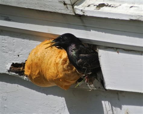 metal bird on house siding meaning|birds pecking at roof.